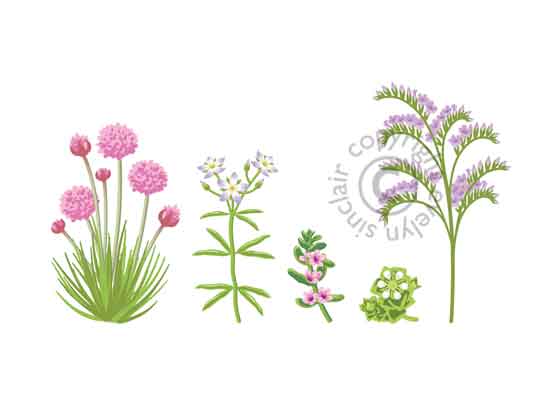 101-marshflowers-profile.jpg
