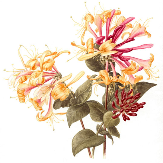 cosmetics-profile-1-honeysuckle.jpg