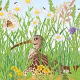 101-rewild-icon.jpg