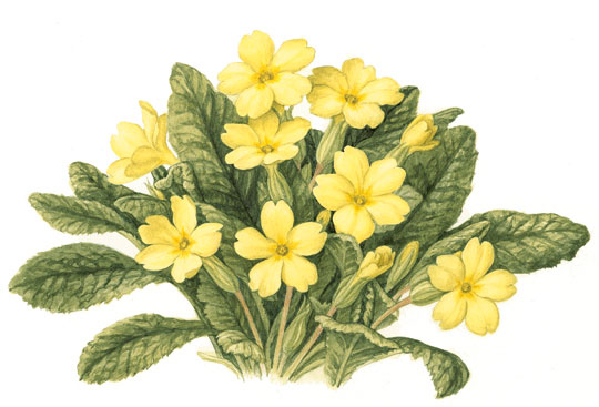 cosmetics-profile-2-primrose.jpg