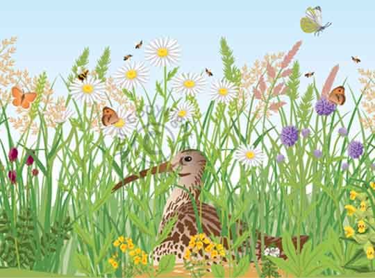 101-rewild-meadow-profile.jpg