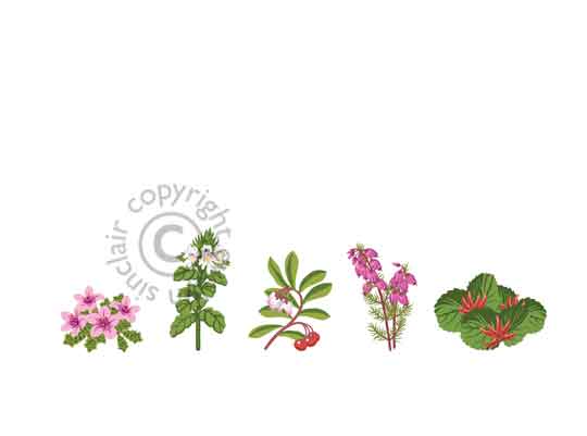 101-heathflowers-profile.jpg