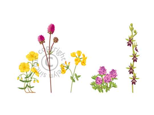 101-chalkflowers-profile.jpg