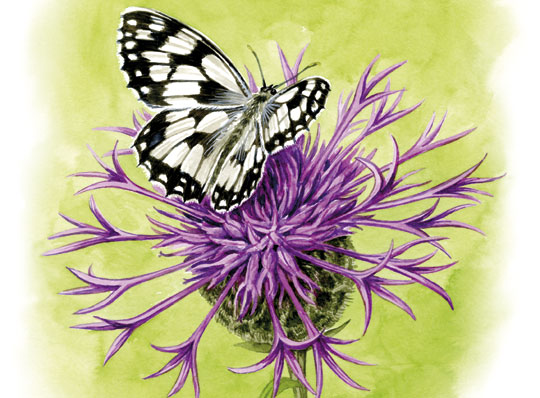 butterfly-profile.jpg